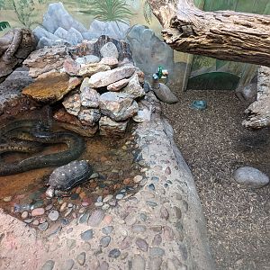 Reptile House - Green anaconda and red-footed tortoise