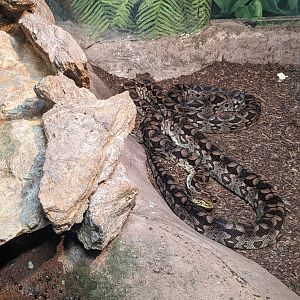 Reptile House -Reticulated python