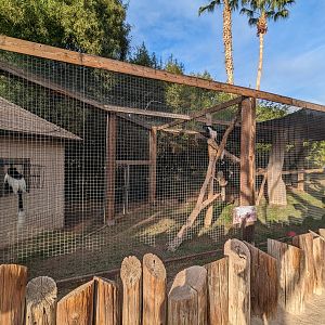 Original Zoo - Colobus monkey