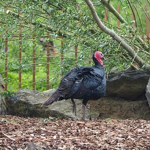 Domestic turkey (Meleagris gallopavo), 2023-05-15