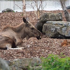 Eurasian moose (Alces alces alces) with calf, 2023-05-15