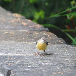 Wild Grey wagtail (Motacilla cinerea), 2023-05-15