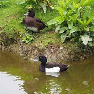 Wild tufted ducks (Aythya fuligula), 2023-05-15