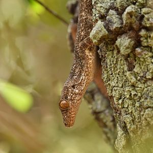 Blaesodactylus antongilensis