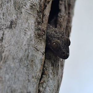 Blaesodactylus antongilensis