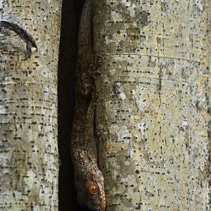 Blaesodactylus antongilensis