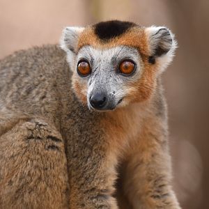 Crowned Lemur (Eulemur coronatus)