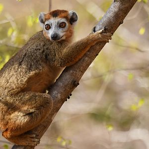 Crowned Lemur (Eulemur coronatus)