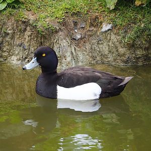 Wild tufted duck drake (Aythya fuligula), 2023-05-15