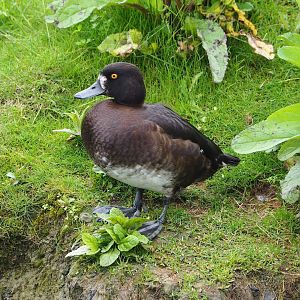 Wild female tufted duck (Aythya fuligula), 2023-05-15