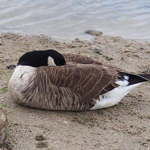 Feral Canada goose (Branta canadensis), 2023-05-15