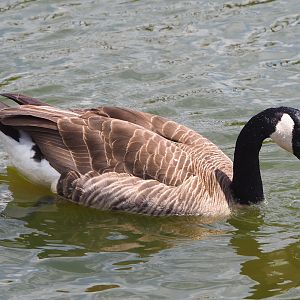 Feral Canada goose (Branta canadensis), 2023-05-16