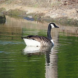 Feral Canada goose (Branta canadensis), 2023-05-16