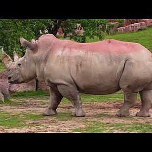 Toronto Zoo - YouTube