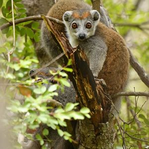 Crowned Lemur (Eulemur coronatus)
