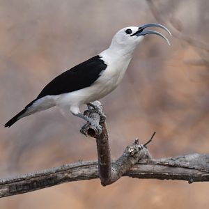Sickle-billed Vanga Falculea palliata
