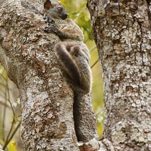Daraina sportive lemur (Lepilemur milanoii)