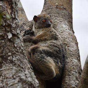 Daraina sportive lemur (Lepilemur milanoii)