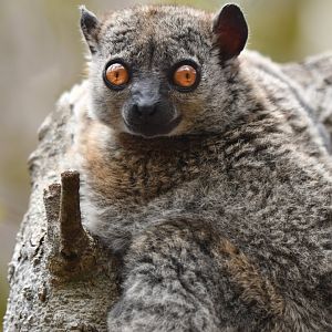 Daraina sportive lemur (Lepilemur milanoii)