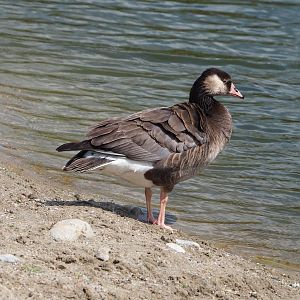 Feral Canada goose (Branta canadensis) and Greylag goose (Anser anser) hybrid, 2023-05-16