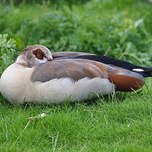 Feral Egyptian goose (Alopochen aegyptiaca), 2023-05-16