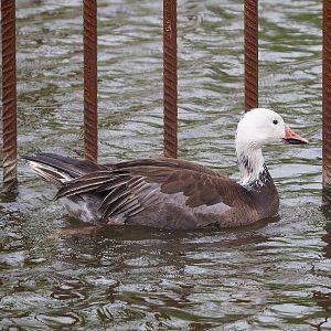 Blue phase snow goose (Anser caerulescens), possibly feral or escaped, 2023-05-15