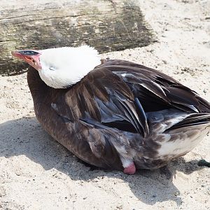 Blue phase snow goose (Anser caerulescens), possibly feral or escaped, 2023-05-16