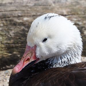Blue phase snow goose (Anser caerulescens), possibly feral or escaped, 2023-05-16