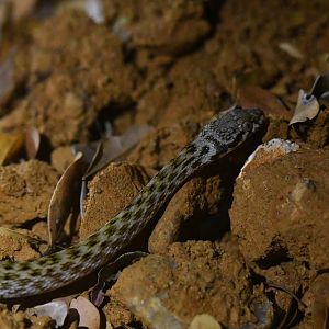 Madagascarophis colubrinus