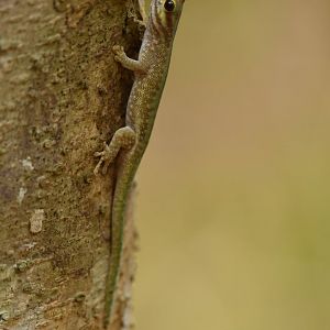 Phelsuma abbotti