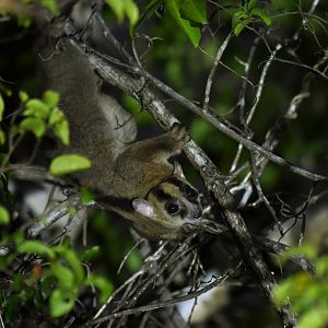 Amber Mountain fork-marked lemur (Phaner electromontis)