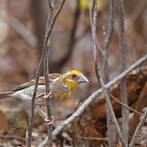 Sakalava Weaver Ploceus sakalava