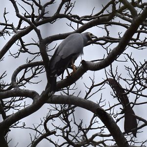 Madagascar Harrier-Hawk Polyboroides radiatus