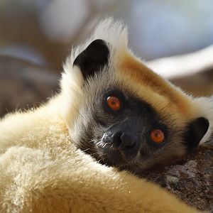 Tattersall's sifaka (Propithecus tattersalli)