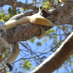 Tattersall's sifaka (Propithecus tattersalli)