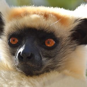 Tattersall's sifaka (Propithecus tattersalli)