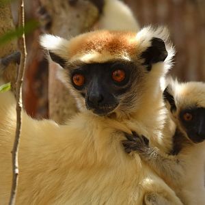 Tattersall's sifaka (Propithecus tattersalli)