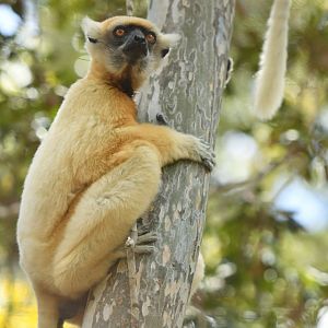 Tattersall's sifaka (Propithecus tattersalli)