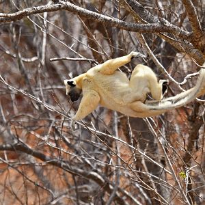 Tattersall's sifaka (Propithecus tattersalli)