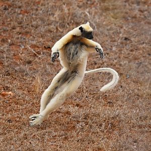 Tattersall's sifaka (Propithecus tattersalli)