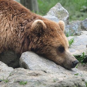 Eurasian brown bear (Ursus arctos arctos), 2023-05-15