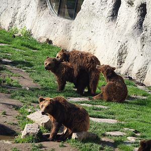 Eurasian brown bears (Ursus arctos arctos),2023-05-16