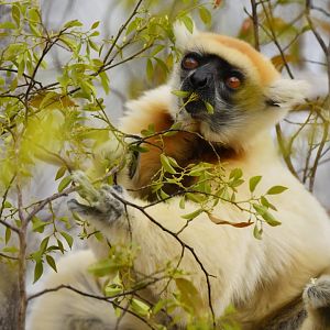 Tattersall's sifaka (Propithecus tattersalli)