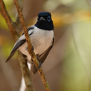 Madagascar Paradise-Flycatcher Terpsiphone mutata
