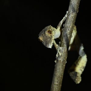 Uroplatus giganteus