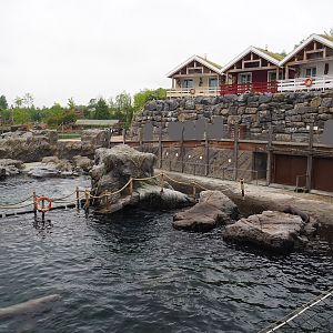 Steller's sea lion exhibit, 2023-05-15