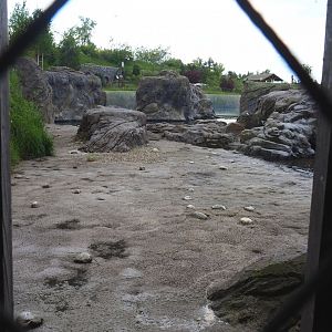 Steller's sea lion exhibit beach, 2023-05-16