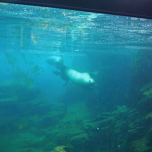 Steller's sea lion pool underwater, 2023-05-16
