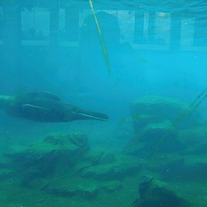 Steller's sea lion pool underwater, 2023-05-16