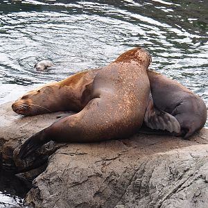 Steller's sea lions (Eumetopias jubatus), 2023-05-15